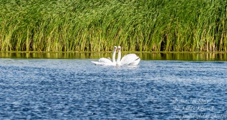 Swan Love Jurmala Latvia July 2017
