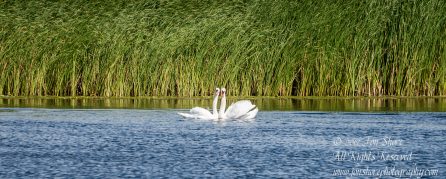 Swan Love Jurmala Latvia July 2017