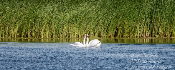Swan Love Jurmala Latvia July 2017