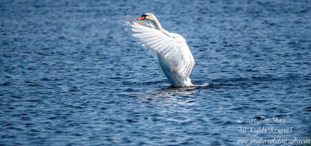 Swan Male Jurmala Latvia July 2017