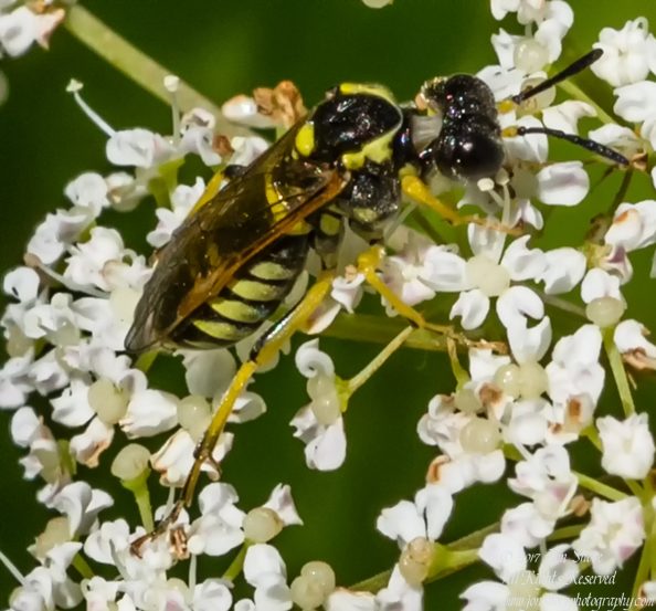 Wasp Latvia July 2017