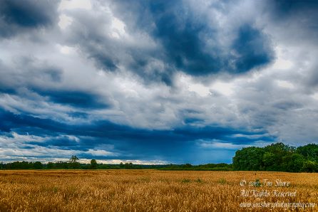 Wheat and clouds