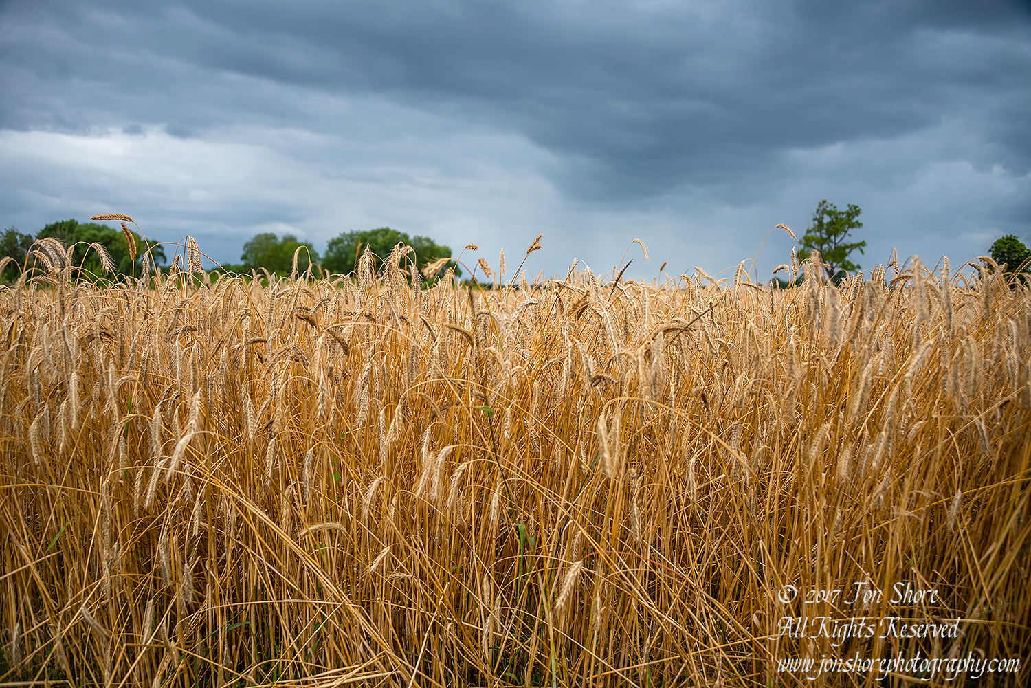 Wheat and clouds