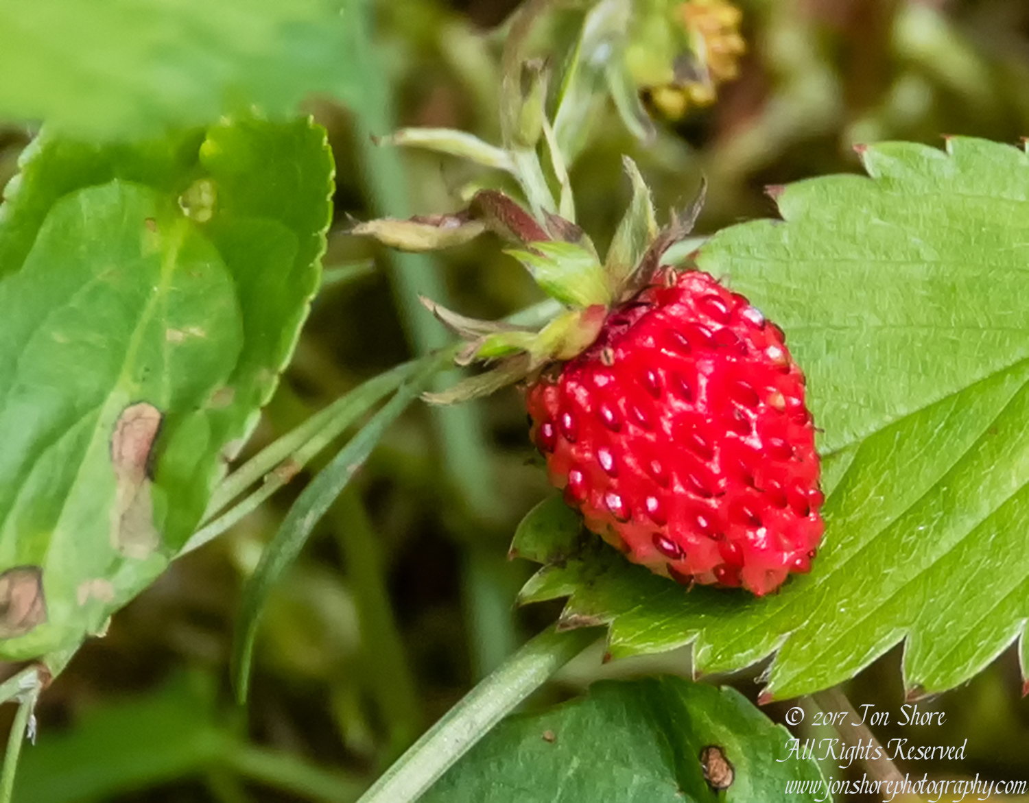 Wild Strawberry Latvia