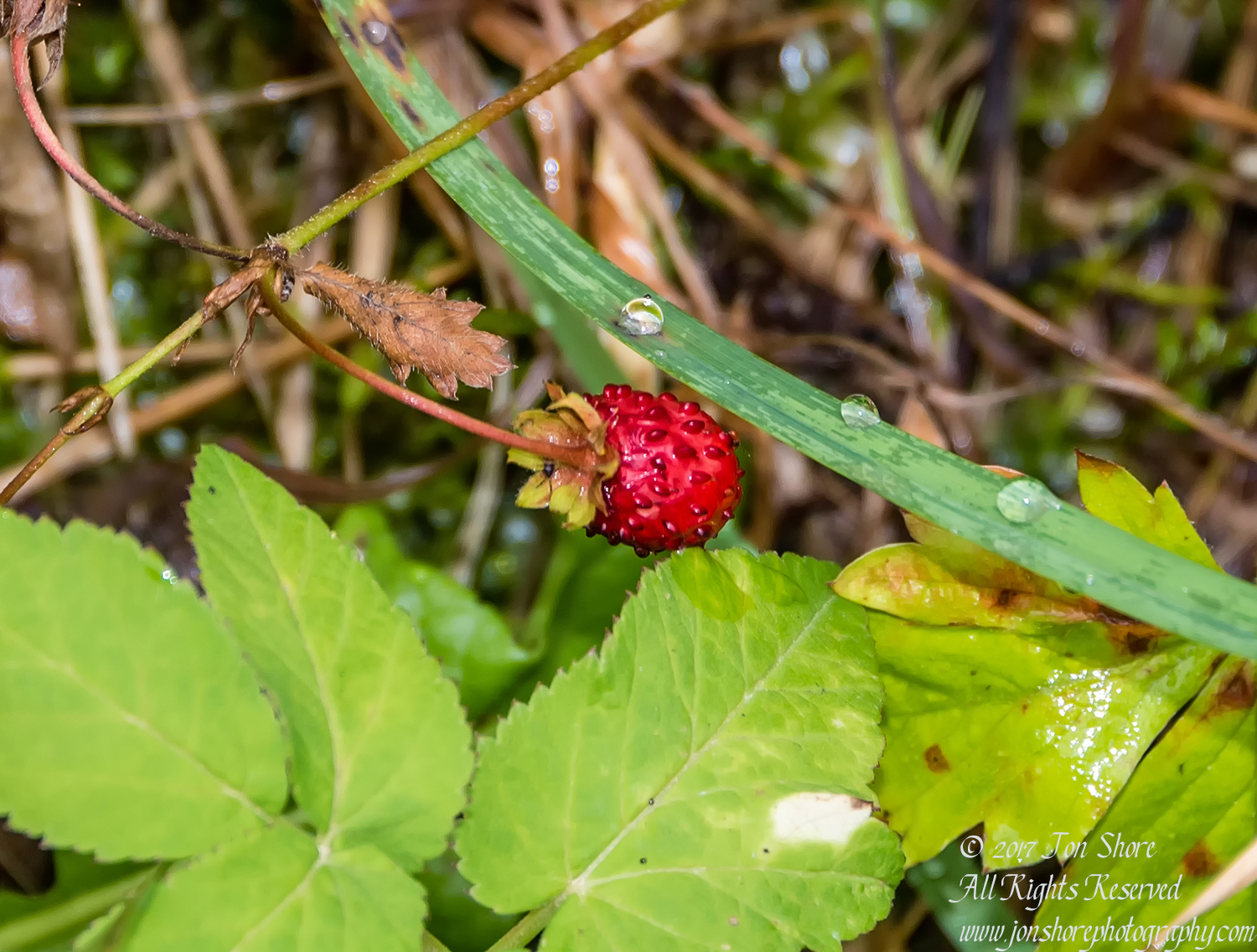 Wild strawberry Tuja Latvia