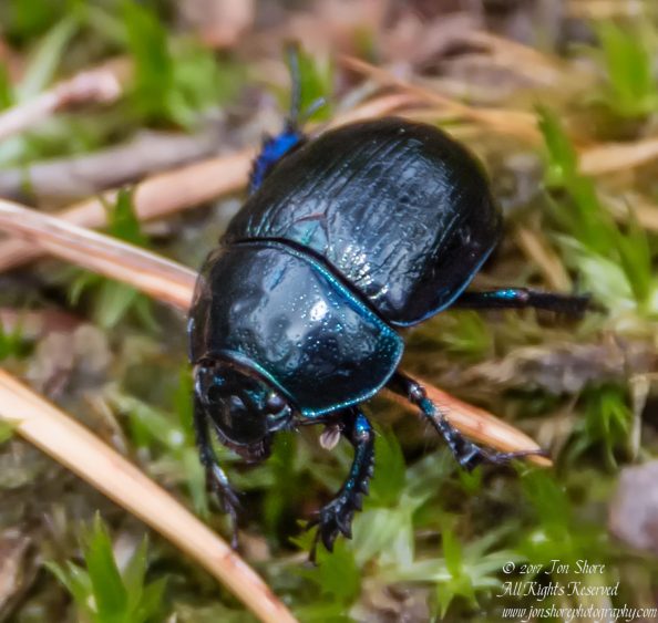 Black Beetle Latvia September 2017 by Jon Shore