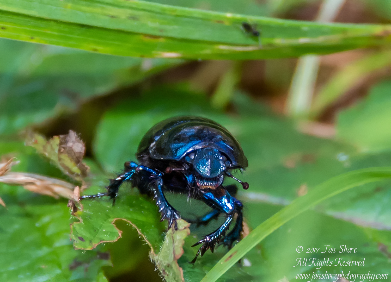 Black Beetle Macro Latvia September 2017 by Jon Shore