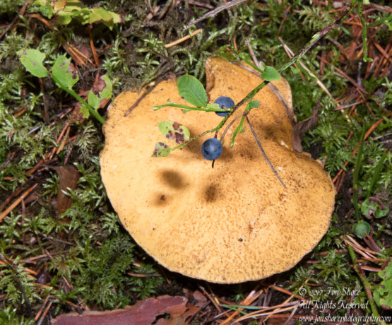Blueberries and mushroom Latvia September 2017 by Jon Shore