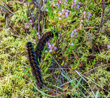 Caterpillar Latvia September 2017 by Jon Shore