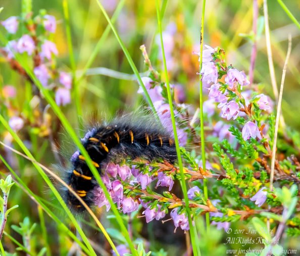 Caterpillar Latvia September 2017 by Jon Shore