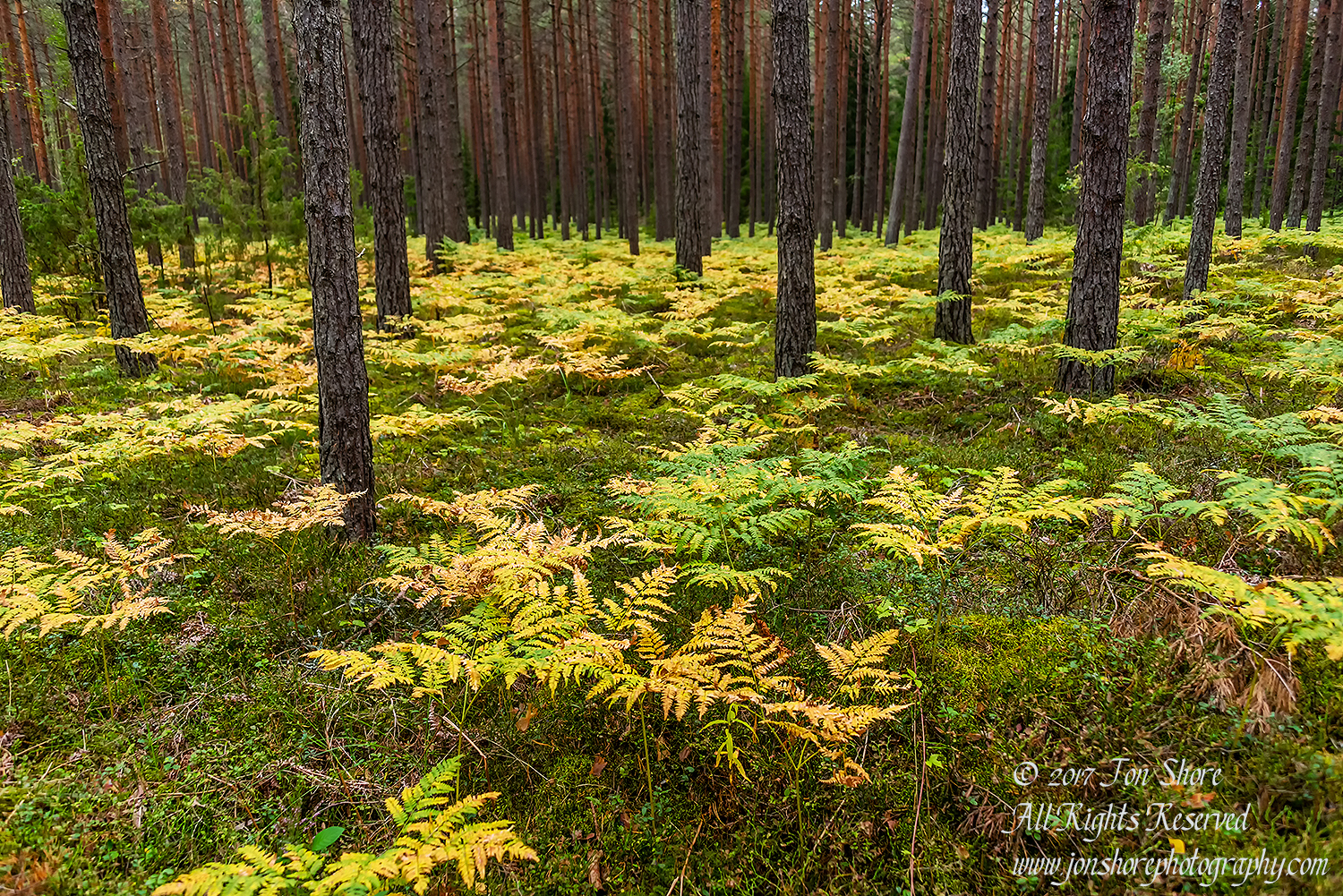 Latvia Forest September 2017 by Jon Shore