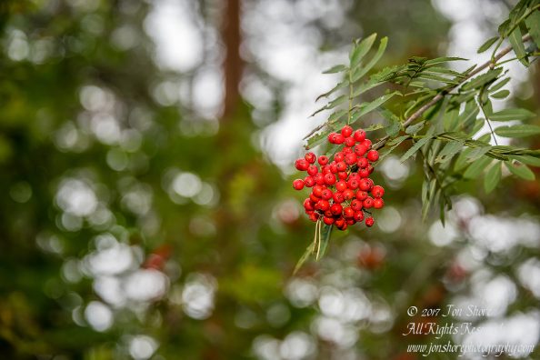 Red berries