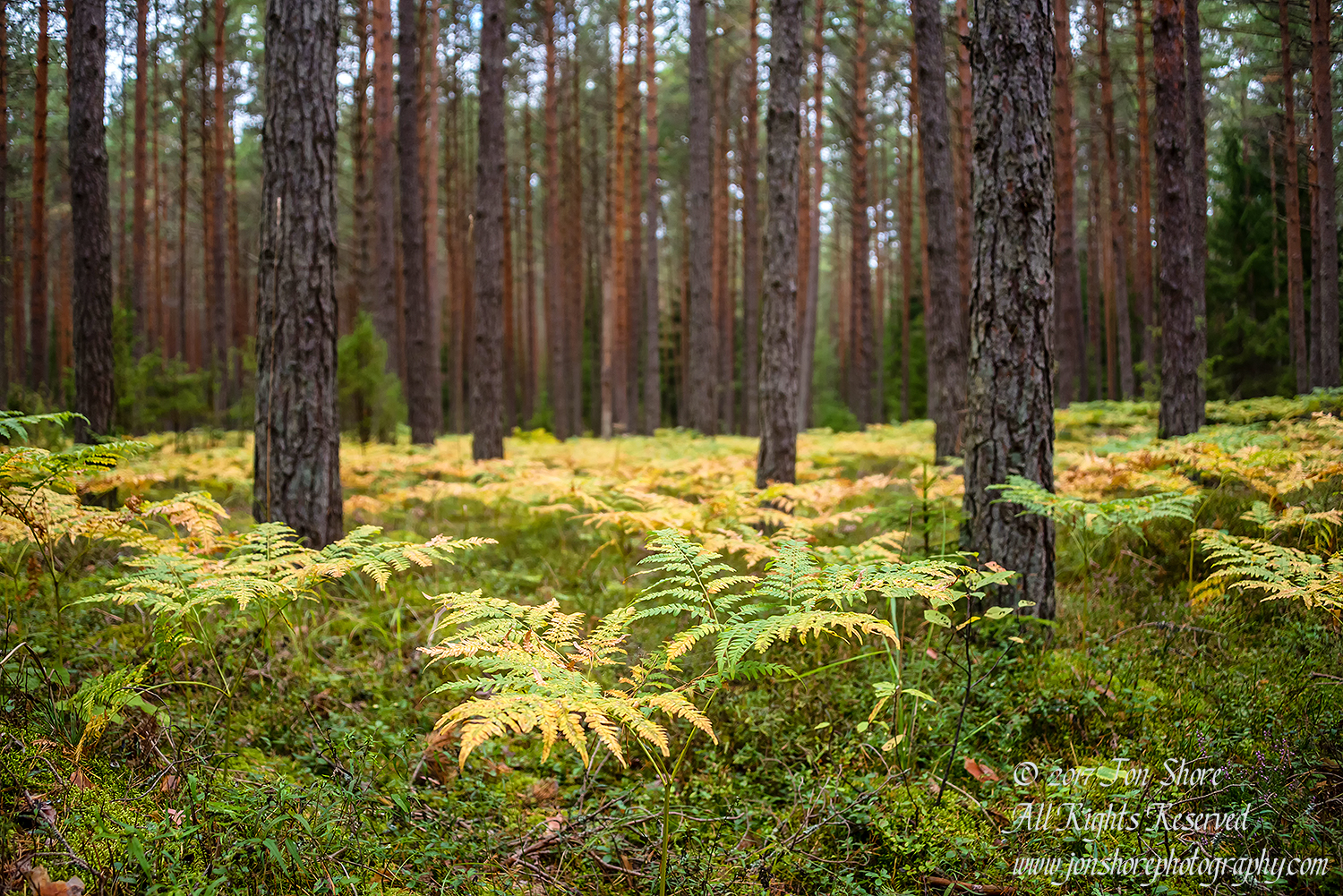 Latvia forest September 2017