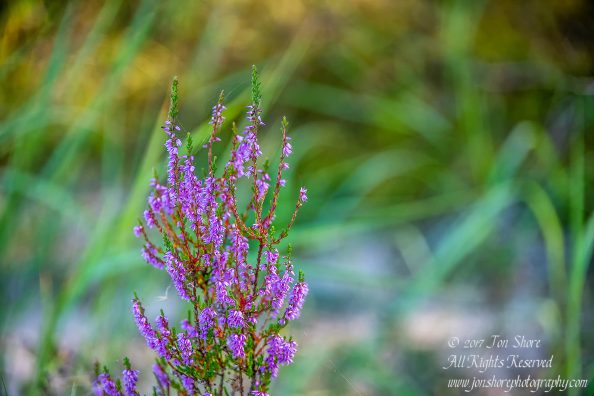 Lavender Wildflowers Latvia August 2017 by Jon Shore