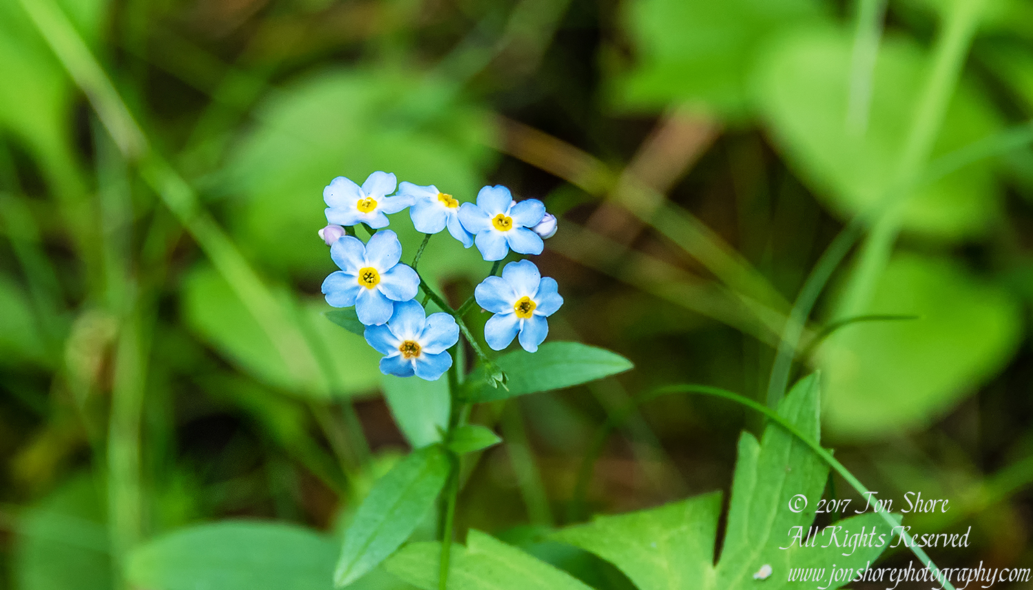 Little blue wildflowers Latvia September 2017 by Jon Shore