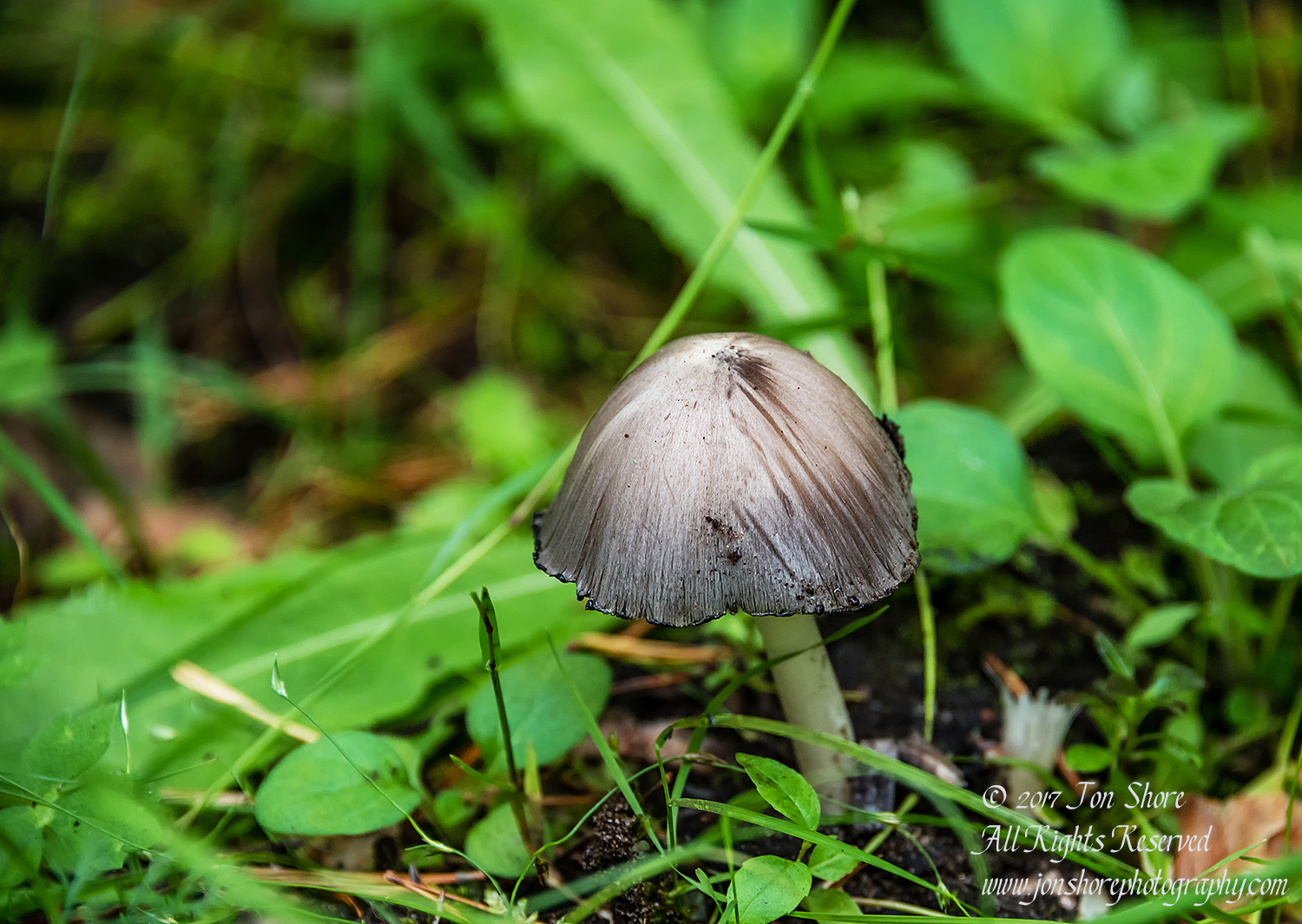 Mushroom Latvia September 2017 by Jon Shore