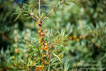 Sea Buckthorn Latvia August 2017 by Jon Shore