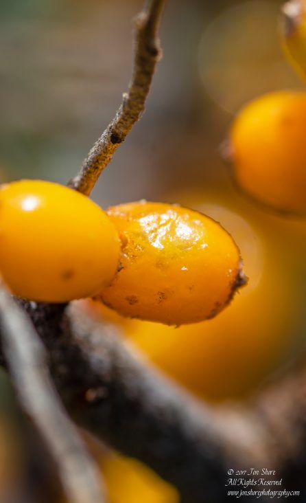Sea Buckthorn Macro Latvia August 2017