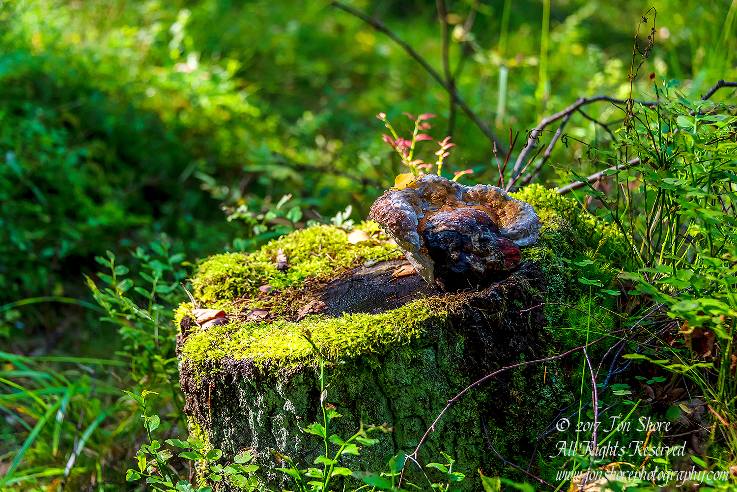 Tree stump with mushroom and moss Latvia September 2017
