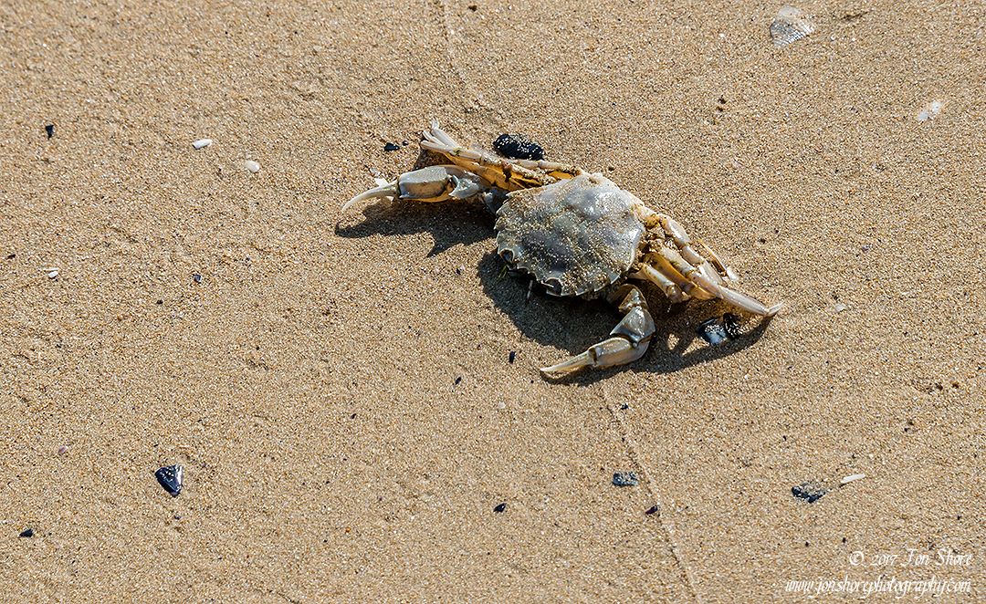 Crab Vasto Italy