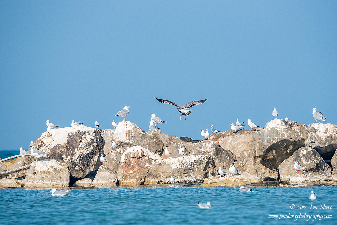 Seagulls Italy