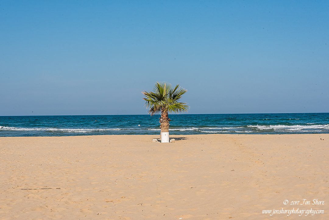 Palm on beach Vasto Italy