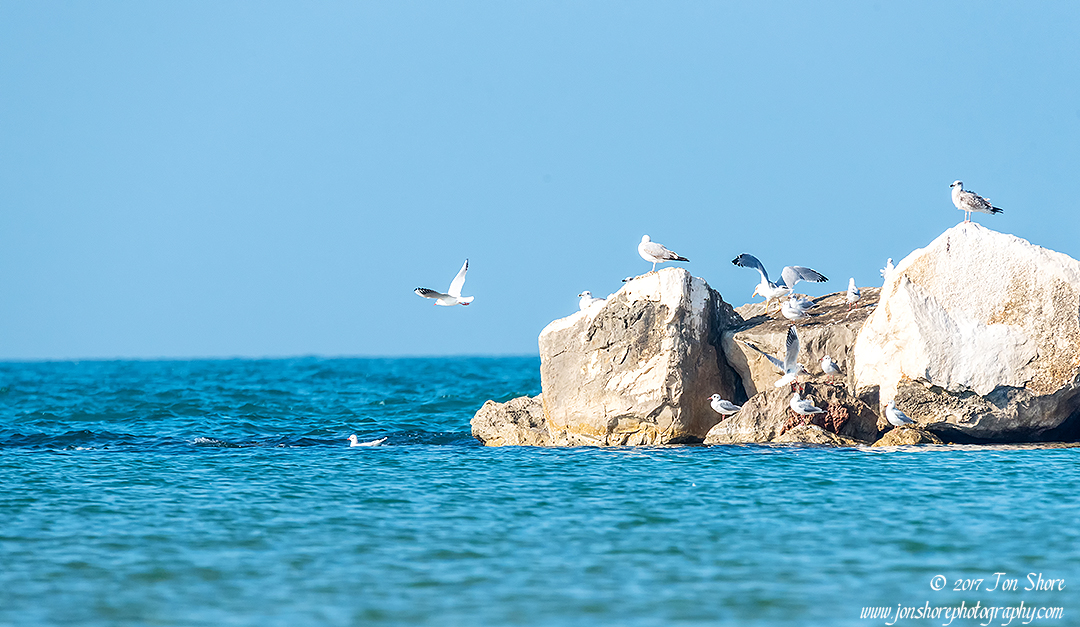 Seagulls Italy