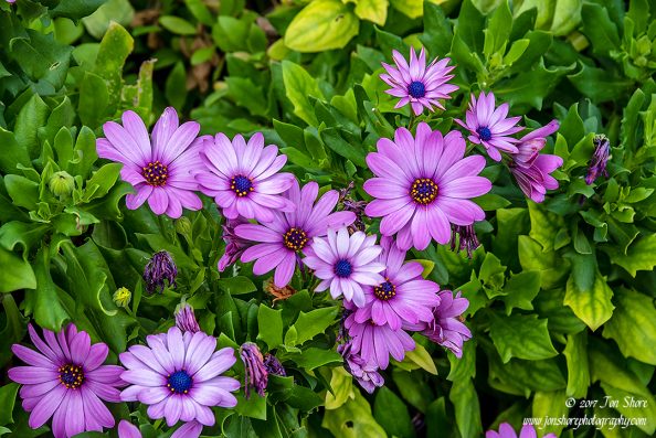 Flowers Capri Italy November 2017