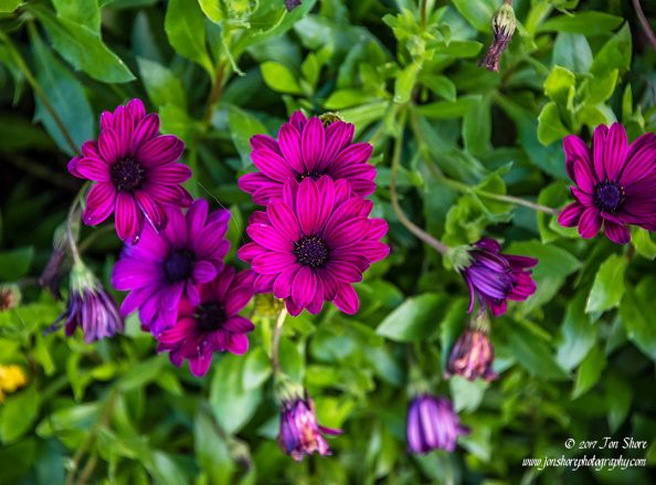 Flowers Italy November 2017