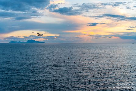 Seagull Naples Italy