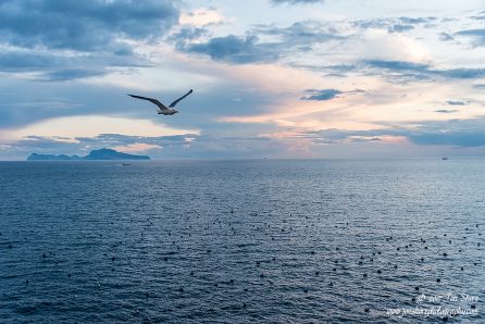 Seagull Naples Italy