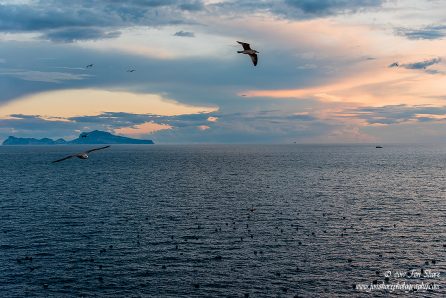 Seagull Naples Italy