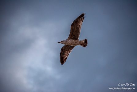 Seagull at sunset Naples Italy