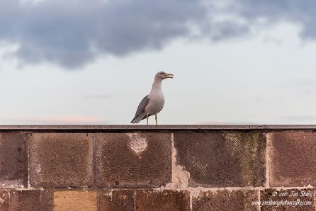 Seagull Naples Italy