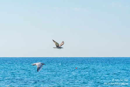 Seagulls Italy November 2017