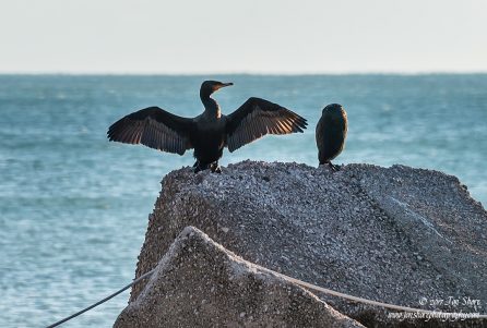 Cormorants Salerno Cilento Italy December 2017