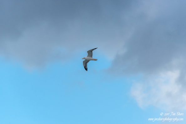 Seagull Port at San Marco di Castellabate Italy December 2017