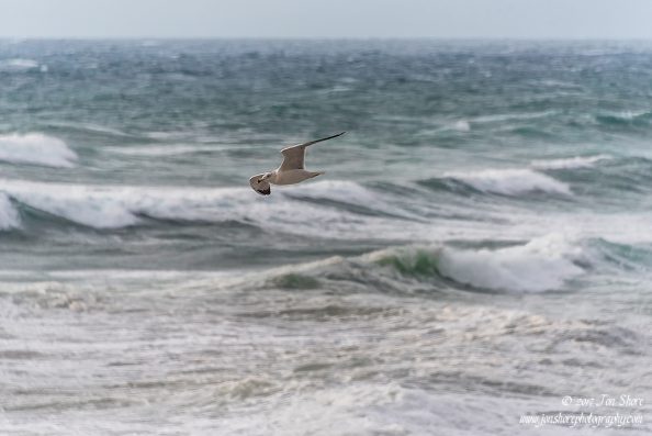 Seagull and Waves at San Marco di Castellabate Italy December 2017