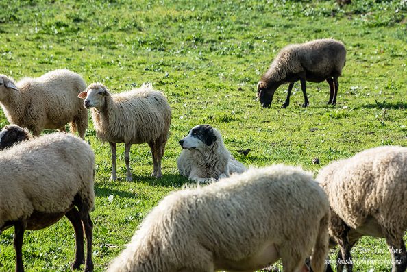 Sheep Agropoli Cilento Italy November 2017