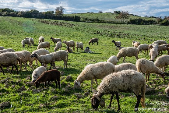 Sheep Agropoli Cilento Italy November 2017