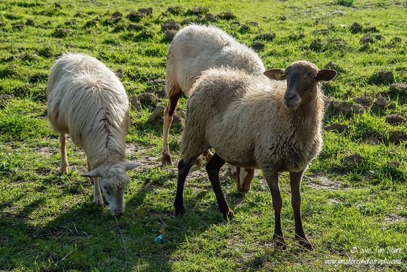 Sheep Agropoli Cilento Italy November 2017