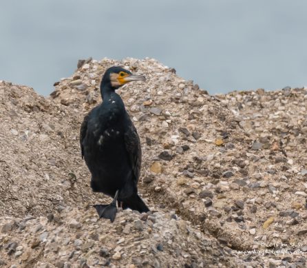 Cormorant Cilento Italy January 2018