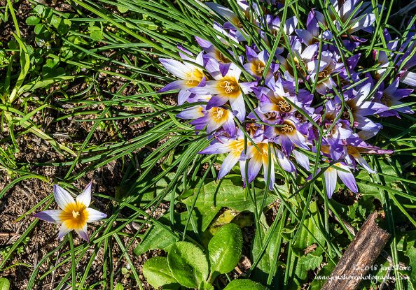 Wild Flowers Cilento Italy January 2018