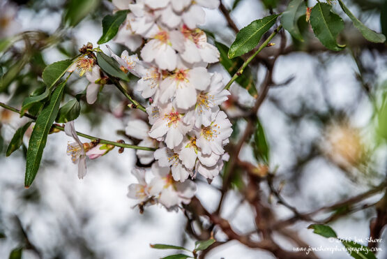 Blossoms San Marco Italy February 2018