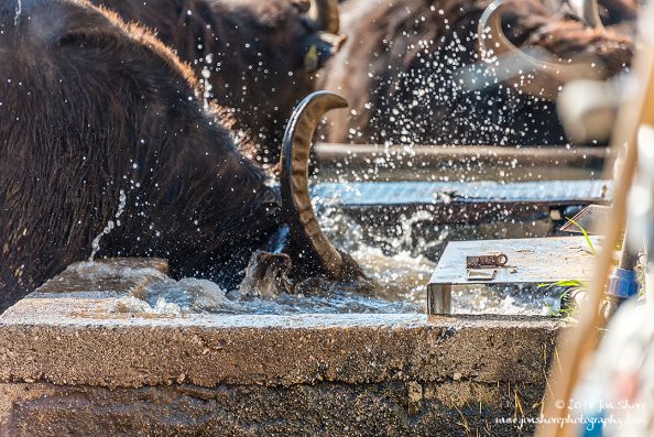 Buffalo Cilento Italy January 2018