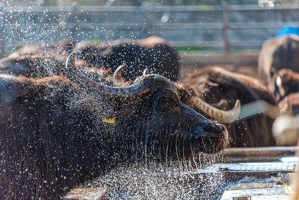 Buffalo Cilento Italy January 2018
