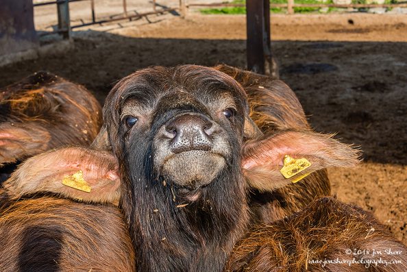 Buffalo Cilento Italy January 2018