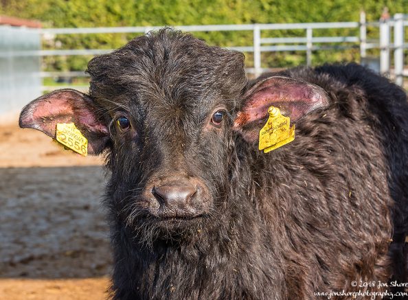 Buffalo Cilento Italy January 2018