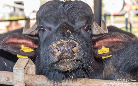 Buffalo Cilento Italy January 2018