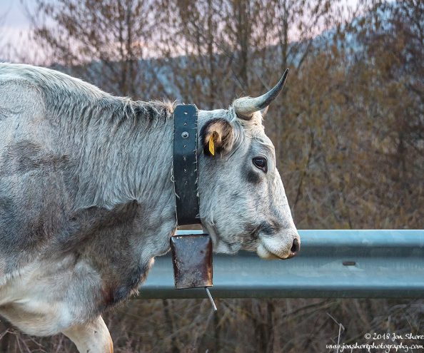 Cilento Cow Italy February 2018